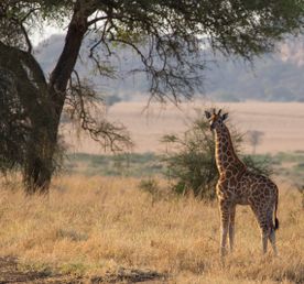 Трехдневное сафари на водопаде Мерчисон: поиски Большой пятерки