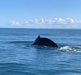 В Поисках Китов Лайт Маршрут: Мурманск - Териберка - Мурманск