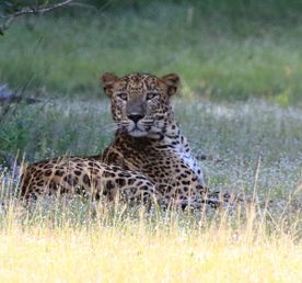 Экотрип на Шри-Ланку