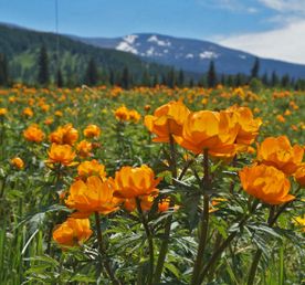 Цветущий Алтай, экспресс-тур для ценителей красоты