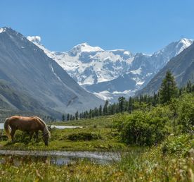 Треккинг к базовому лагерю Белухи