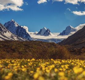 Путешествие Золотые горы Алтая