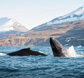 Исландия. Земля вулканов и водопадов