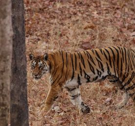 Семейный тур по Индии Big Cat