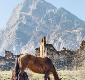 Великолепие гор, кавказская кухня и тёплая компания гарантированы. Лайт