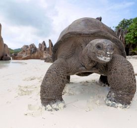 Райские Сейшелы на катамаране. Круиз для одиночных гостей и пар