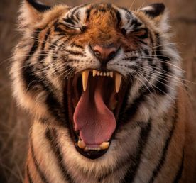 Тур в Тадж-Махал+сафари с тиграми