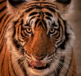 Тур по дикой природе Раджастхана