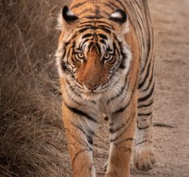 Тур по дикой природе Индии
