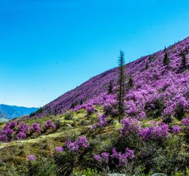 Цветение маральника. Индивидуальный тур.
