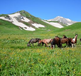 Кавказ: через горы к морю