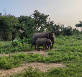 Шри-Ланка. Впервые и сразу вглубь страны.