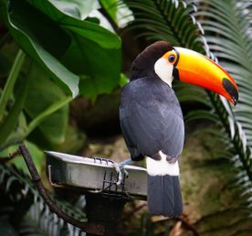 Малайзия (с островом Борнео)