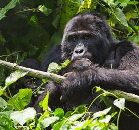 4 Day Gorilla and Wildlife Uganda Safari
