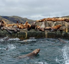 Нереальный Сахалин