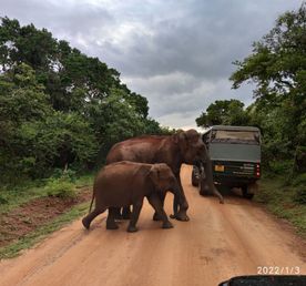 Шри-Ланка: главное на суше + океанский круиз