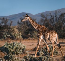 Юар. Водопад. Ботсвана