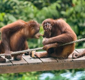 По джунглям Борнео. Малайзия и Бруней.