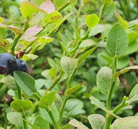 Сплав по реке Пистайоки