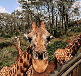 Сафари в Кении - увидеть всю пятерку животных!