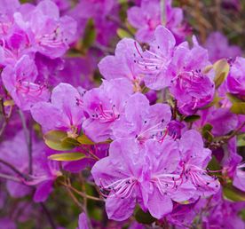 Тур по цветущему Алтаю с трекингами налегке