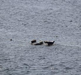 Камчатка. Лошади, вулканы и океан!