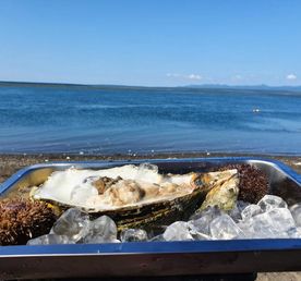 Охота на устриц на озере Буссе с ночевкой в палатке / турбазе / глемпинге! (индивидуально или для готовых групп)