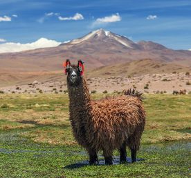 Перу - Боливия - Чили