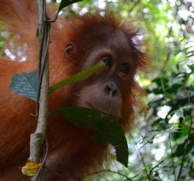 Экотрип на Борнео
