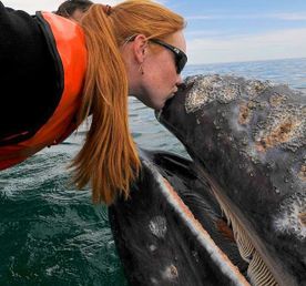 Поцелуй китов в Мексике