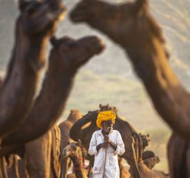 Культурный калейдоскоп Откройте для себя золотые сокровища Индии