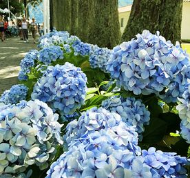 Азорские Острова