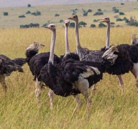 5-дневное сафари по Масаи-Мара, озерам Накуру и Найваша 