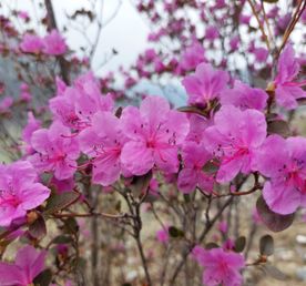 Цветение маральника. Автотур по Чуйскому тракту