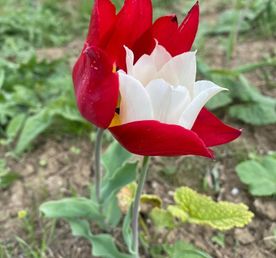 Тюльпановая Калмыкия