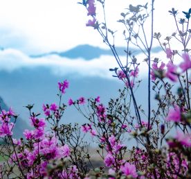 Цветение Маральника. Алтай 2026 - Чулышман, Телецкое, Чуйский Тракт, Марс