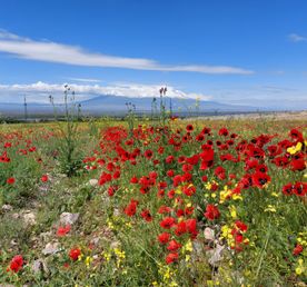 Суперблиц в Ереван!
