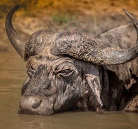 The Best of Masai Mara in 3 Days: Luxury, Wildlife & Culture