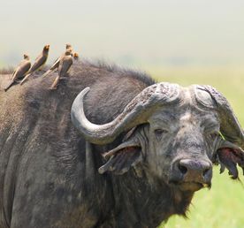 Трехдневное приключение в Масаи Мара: группа присоединится к сафари в наземном круизе на полноприводном автомобиле