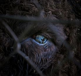 Алтай. Краски, сказки.