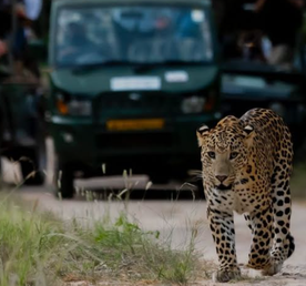 Леопардовый сафари и Золотой Треугольник Индии за 4 дня