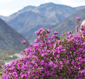 Цветение Маральника + перевал Кату-ярык