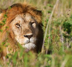Классическое сафари в Танзании, 5 дней