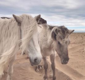 Терский берег Белого моря