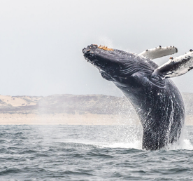 Летняя Териберка
