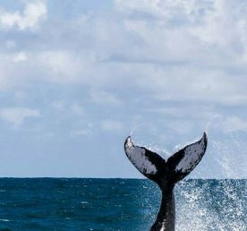 Кольский на Максимум