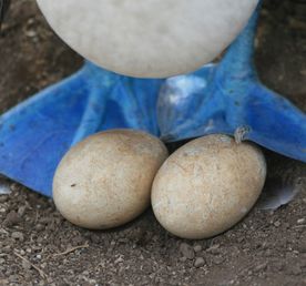 Анды, Амазония и Галапагосские острова