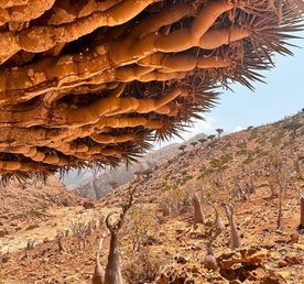 Сокотра.Экспедиция в рай