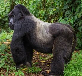 3 ДНЯ — СПЕЦИАЛЬНОЕ ПРЕДЛОЖЕНИЕ ДЛЯ ГОРИЛЛ