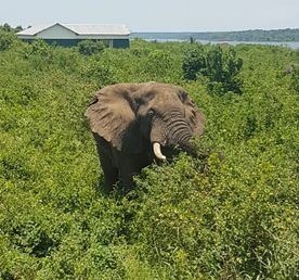 3 ДНЯ — РОСКОШЬ ВОДОПАДА МЕРЧИСОН